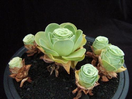 山地玫瑰网友爆料视频,揭秘神秘视频背后的惊人真相  第3张