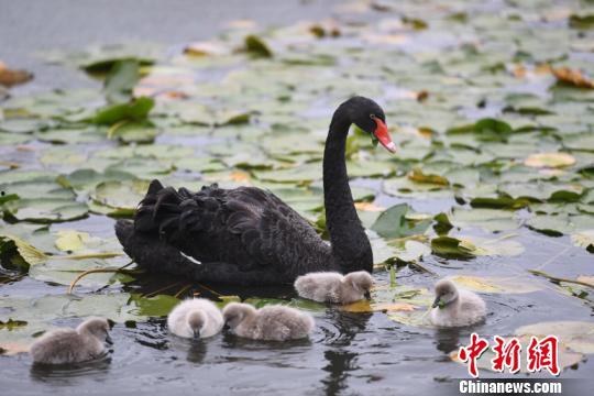黑天鹅在线观看,在线观看揭示的不确定性与机遇  第2张